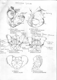 anatomia, kończyna dolna kości i stawy 1