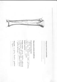 anatomia kończyna dolna stawy i mięśnie 2
