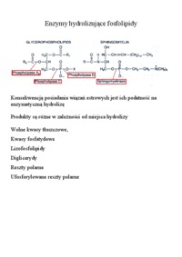 hydroliza-w-biotechnologii