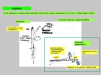 Wykład 4 - fizlogia rozwoju roślin