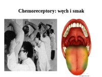 Chemoreceptory-rytmy biologiczne - węch, smak, rytmy biologiczne, sen