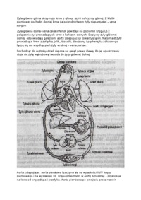 Anatomia człowieka - Wykład 7