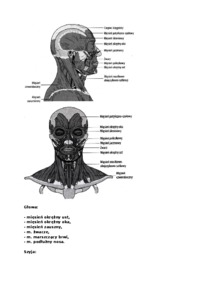 Anatomia człowieka - Wykład 9