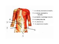 miesnie-brzucha-anatomia