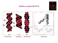 Organizacja genomów II