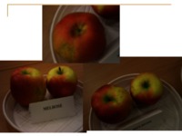 Jabłka-sadownictwo