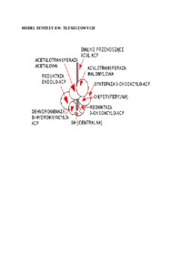wyklad-biosynteza-kwasow-tluszczowych-sem-iii