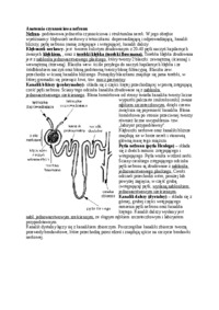 Anatomia czynnościowa nefronu - omówienie