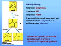 podsumowanie-glikolizy-cyklu-krebsa-i-fosforylacji-oksydacyjnej-opracowanie