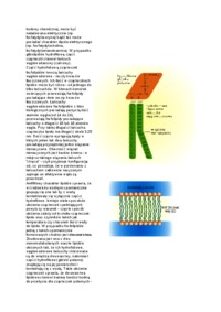 Struktura błon biologicznych